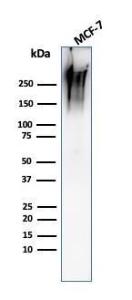 Anti-MUC1 antibody