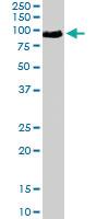 Anti-TRAK1 Goat Polyclonal Antibody