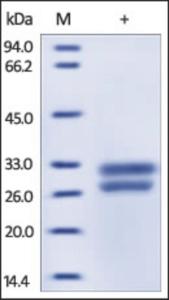 The purity of rh HMGB1 was determined by DTT-reduced (+) SDS-PAGE and staining overnight with Coomassie Blue.