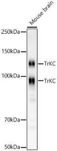 Western blot analysis of Mouse brain, using Anti-TrkC Antibody [ARC59398] (A309956) at 1:1,000 dilution