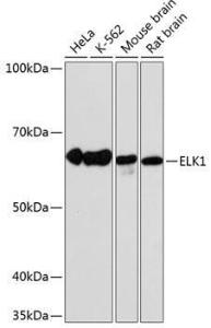 Anti-ELK1 antibody