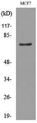 Western blot analysis of lysate from MCF7 cells using Anti-CEACAM5 Antibody