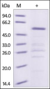 The purity of rh HSP90AA1 / HSP 90-alpha (N-GST Tag) was determined by DTT-reduced (+) SDS-PAGE and staining overnight with Coomassie Blue.