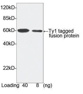 Anti-Ty1-tag Rabbit Polyclonal Antibody