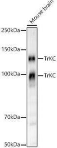 Western blot analysis of Rat brain, using Anti-TrkC Antibody [ARC59398] (A309956) at 1:1,000 dilution