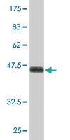 Anti-SAFB2 Mouse Monoclonal Antibody [clone: 4H3]