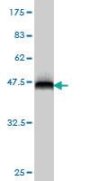 Anti-FOSL2 Mouse Monoclonal Antibody [clone: 4F5-1B10]