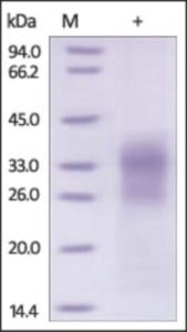 The purity of rh SOST was determined by DTT-reduced (+) SDS-PAGE and staining overnight with Coomassie Blue.