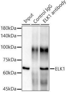 Anti-ELK1 antibody