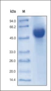 The purity of rh HVEM Fc Chimera was determined by DTT-reduced (+) SDS-PAGE and staining overnight with Coomassie Blue.