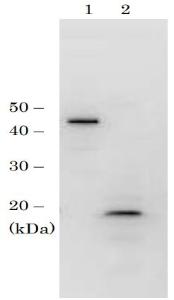 Anti-RPC19 antibody