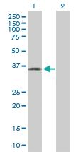 Anti-PLSCR4 Mouse Polyclonal Antibody