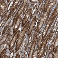 Anti-NAPEPLD Rabbit Polyclonal Antibody