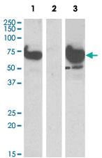 Anti-EPM2AIP1 Goat Polyclonal Antibody