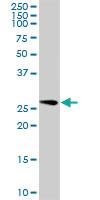 Anti-GOSR1 Mouse Polyclonal Antibody