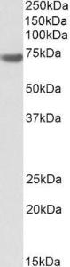 Anti-BAG3 Antibody (A84412) (01 µg/ml) staining of Human Pancreas lysate (35 µg protein in RIPA buffer) Detected by chemiluminescence