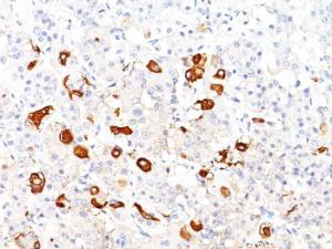 Immunohistochemical analysis of formalin-fixed, paraffin-embedded human pituitary using Anti-TSH beta Antibody [TSHb/1317]