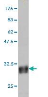 Anti-TAF11 Mouse Monoclonal Antibody [clone: 3E7]