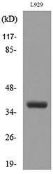 Western blot analysis of lysate from L929 cells using Anti-CD300LG Antibody