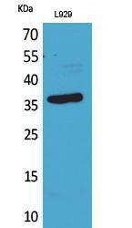 Western blot analysis of L929 cells using Anti-CD300LG Antibody