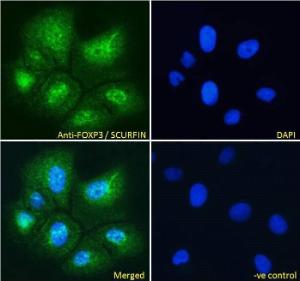 Anti-FOXP3 Antibody (A82808) Immunofluorescence analysis of paraformaldehyde fixed U2OS cells, permeabilized with 0.15% Triton. Primary incubation 1hr (10µg/ml) followed by Alexa Fluor 488 secondary antibody (4µg/ml), showing strong localization to nucleoplasm.