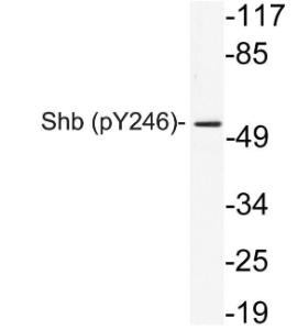 Western blot analysis of lysate from 293 cells using Anti-Shb (phospho Tyr246) Antibody