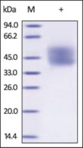 The purity of rh IFNAR2 /IFNABR was determined by DTT-reduced (+) SDS-PAGE and staining overnight with Coomassie Blue.