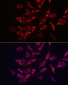 Antibody A308946-100 100 µl