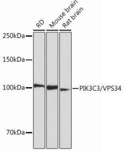 Anti-VPS34 Rabbit Monoclonal Antibody [clone: ARC0286]