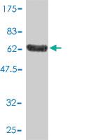 Anti-TOLLIP Mouse Monoclonal Antibody [clone: 1A5-2A3]