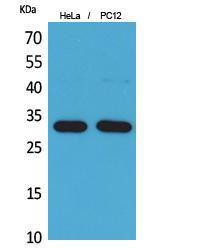 Western blot analysis of extracts from HeLa, PC12 cells using Anti-CD300LF Antibody