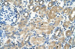 Anti-TM9SF1 Rabbit Polyclonal Antibody