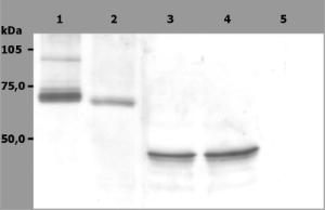 Antibody anti-SYK-01 100 µg