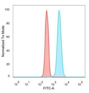 Flow cytometric analysis of PFA fixed HeLa cells using Anti-p63 Antibody [TP63/2428] followed by Goat Anti-Mouse IgG (CF&#174; 488) (Blue). Isotype Control (Red).