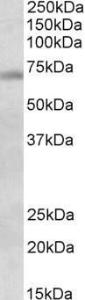 Antibody anti-DBF4 A82809-100 100 µg