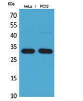 Western blot analysis of HeLa, PC12 cells using Anti-CD300LF Antibody