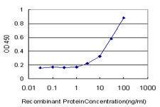 Anti-UBE2D2 Mouse Monoclonal Antibody [clone: 4A1]