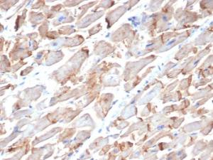 Immunohistochemical analysis of formalin-fixed, paraffin-embedded human heart using Anti-N Cadherin Antibody [MNCD2]