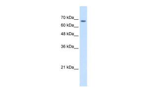 Anti-TM9SF1 Rabbit Polyclonal Antibody