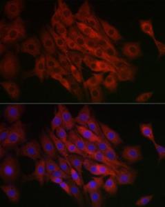 Antibody A308946-100 100 µl