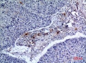 Immunohistochemical analysis of paraffin-embedded human lung using Anti-CD300LF Antibody