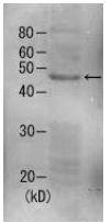 Anti-Rpn7 Antibody