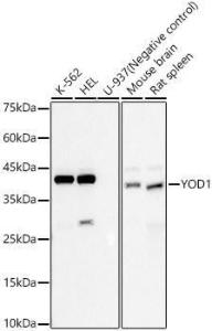 Western blot analysis of various lysates, using Anti-YOD1 Antibody [ARC60044] (A309960) at 1:2,000 dilution