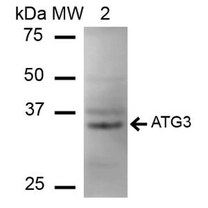 Anti-ATG3 antibody