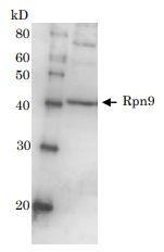 Anti-Rpn9 Antibody