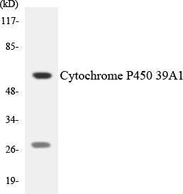 Antibody A95032-100