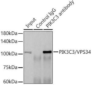 Anti-VPS34 Rabbit Monoclonal Antibody [clone: ARC0286]