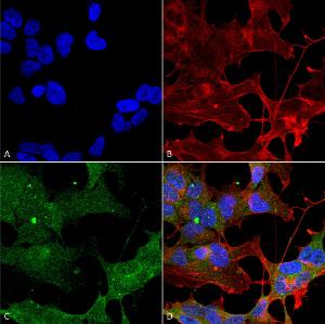 Anti-ATG3 antibody