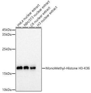 Western blot analysis of extracts of various cell lines, using Anti-Histone H3 (mono methyl Lys36) Antibody (A306020) at 1:1,000 dilution