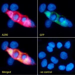 Immunofluorescence analysis of 4% paraformaldehyde fixed HEK293 cells transfected with GFP expressing plasmid, permeabilized with 0.15% Triton, using Anti-GFP Antibody (A290) at a 1:200 dilution (1 hour incubation)